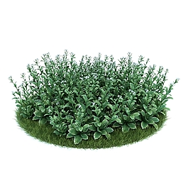 绿色草坪植物