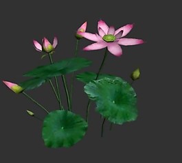 荷花模型