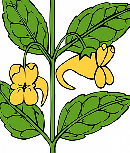 凤仙花aurella向量