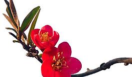 梅花