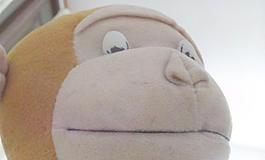 精灵 俏皮 猴子图片