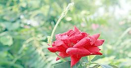 玫瑰花图片