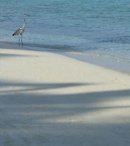 苍鹭 海滩 沙滩 水波图片