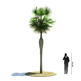 大树模型