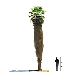 大型植物模型