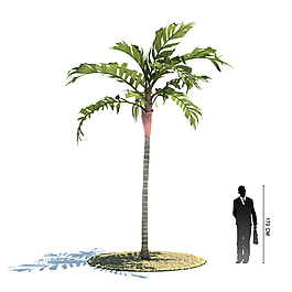 热带植物模型