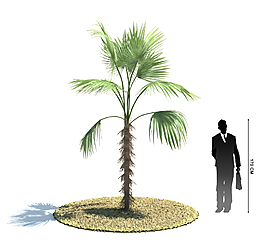 热带植物模型
