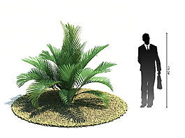 矮植物