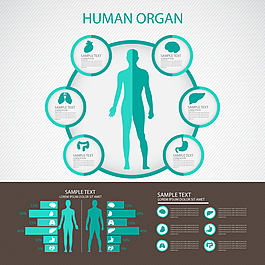 人体器官信息图