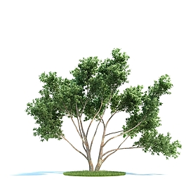 植物大树