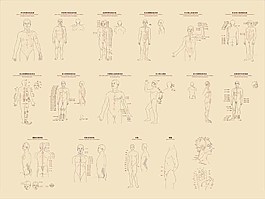 人体18经络矢量图图片