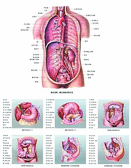 人体解剖图片