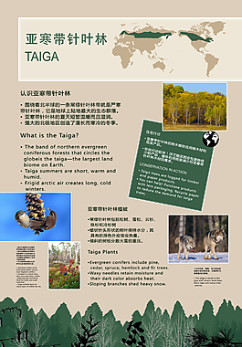 针叶林科普牌
