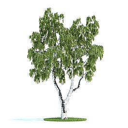 杨树模型