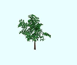 小树