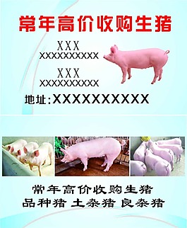 收猪名片模板图片