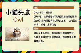猫头鹰知识