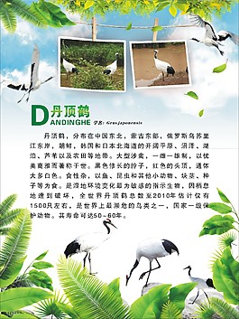 动物海报