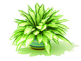 室内植物3d模型