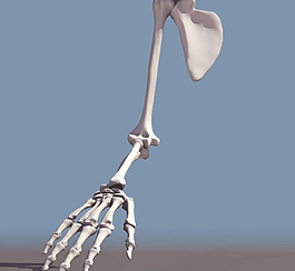 手骨图片 手骨素材 手骨模板免费下载 六图网