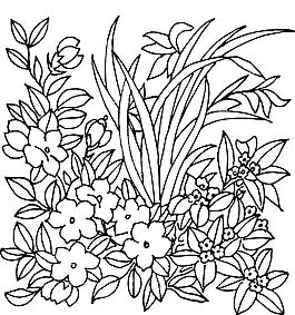 兰花 花草 花朵 矢量