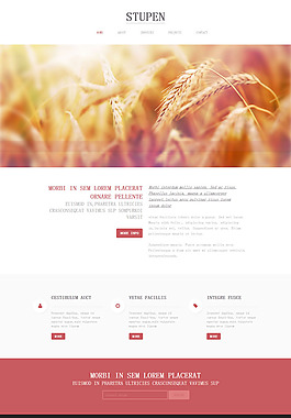 金色麦田网站模板