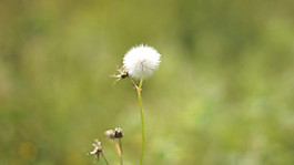 蒲公英高清视频
