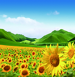蓝天白云绿草地向日葵图