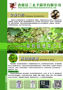 猕猴桃DM宣传单页