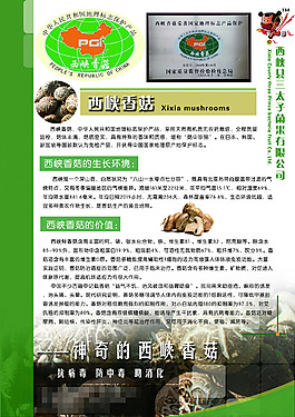 香菇DM宣传单页