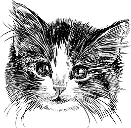 猫咪头像背景矢量素材