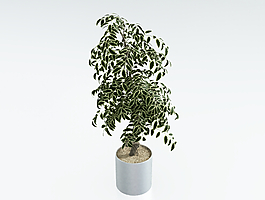 小叶绿植盆栽3d模型下载