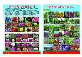苗木基地宣传彩页
