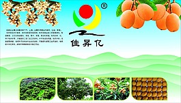 枇杷 背景墙