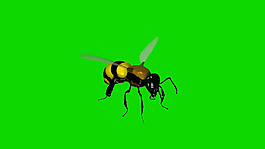 蜜蜂绿屏抠像视频素材