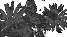 黑色蝴蝶视频素材