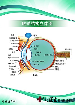 眼球结构刘医生眼科