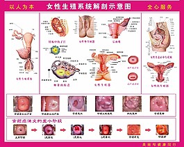 女性解剖图图片 女性解剖图素材 女性解剖图模板免费下载 六图网