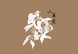 手绘草药