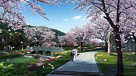 樱花小路