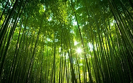 绿色竹林背景素材