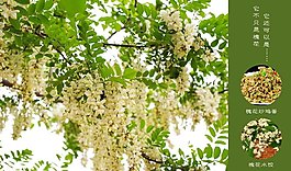 洋槐花淘宝海报