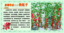 枸杞子的营养价值