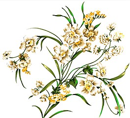 手绘风格水仙花PSD分层素材