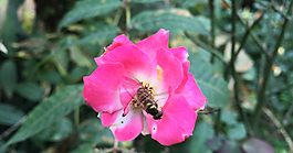 高清视频 蜜蜂  月季 共舞