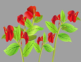红色的花朵flash矢量动画
