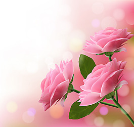 粉玫瑰花背景图片 粉玫瑰花背景素材 粉玫瑰花背景模板免费下载 六图网