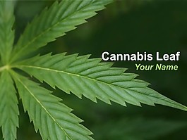 大麻叶的PowerPoint模板