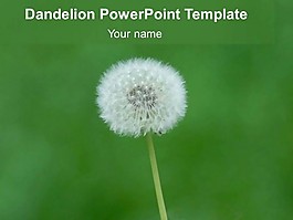 自由的蒲公英的PowerPoint模板