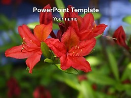 红花的PowerPoint模板